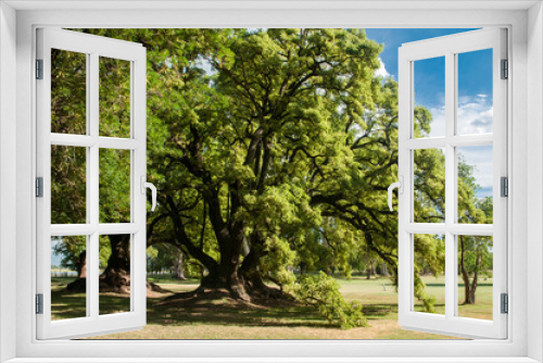 Fototapeta Naklejka Na Ścianę Okno 3D - Umbu, árvore típica do pampa argentino.
