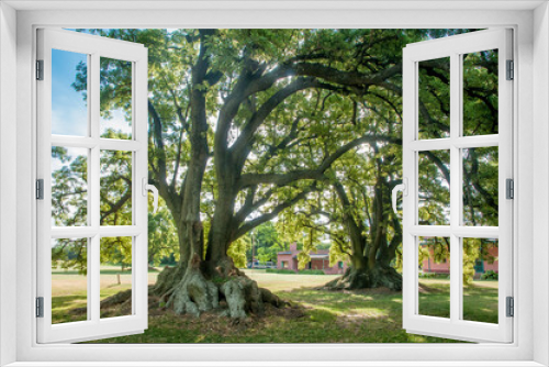 Fototapeta Naklejka Na Ścianę Okno 3D - Umbu, árvore típica do pampa argentino.