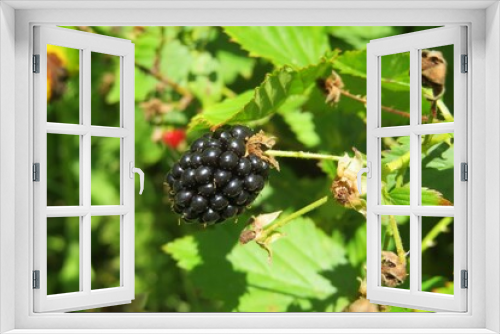 Fototapeta Naklejka Na Ścianę Okno 3D - Blackberry in the garden in Florida nature, closeup