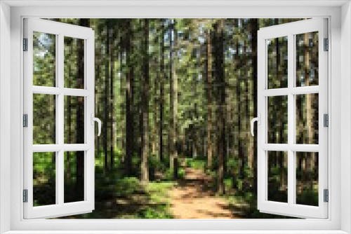 Fototapeta Naklejka Na Ścianę Okno 3D - droga w lesie