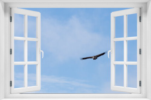 Fototapeta Naklejka Na Ścianę Okno 3D - Griffon Vulture (Gyps Fulvus) soaring over Sau Reservoir in Osona, Catalunya