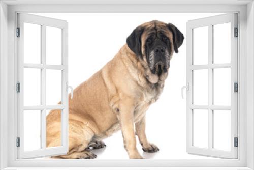 Fototapeta Naklejka Na Ścianę Okno 3D - English Mastiff in studio
