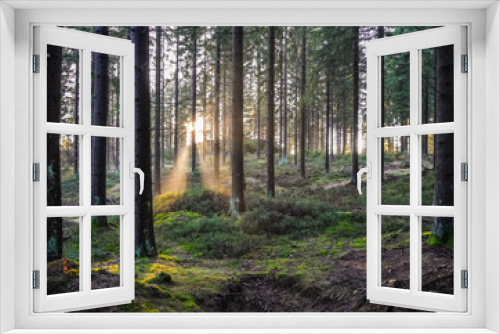 Fototapeta Naklejka Na Ścianę Okno 3D - Sonnenstrahlen im Wald mit Nebel im Herbst 