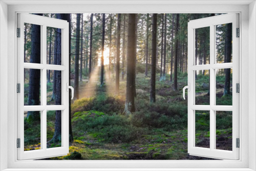 Fototapeta Naklejka Na Ścianę Okno 3D - Sonnenstrahlen im Wald mit Nebel im Herbst 