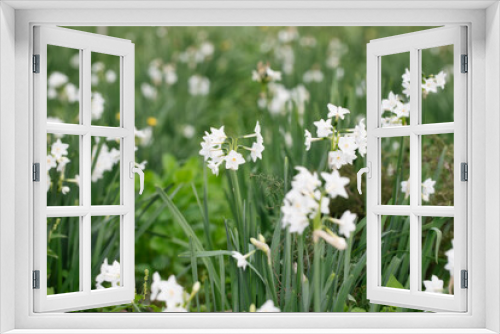 Fototapeta Naklejka Na Ścianę Okno 3D - Close up of colored white daffodils swaying in the wind. Narcissus flowers in the garden.