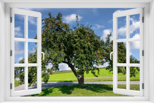 Fototapeta Naklejka Na Ścianę Okno 3D - Countryside with an old Apple Tree