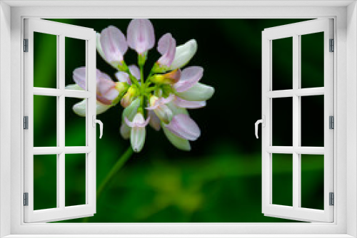 Fototapeta Naklejka Na Ścianę Okno 3D - Pretty Blossom showing Its color