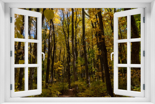 Fototapeta Naklejka Na Ścianę Okno 3D - Tall Trees Fall Color Shenandoah National Park