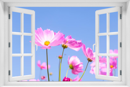 Fototapeta Naklejka Na Ścianę Okno 3D - pink garden flowers,flowers blossoming under blue sky background.