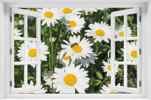 Fototapeta Naklejka Na Ścianę Okno 3D - chamomile flower in the garden in summer