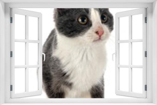 Fototapeta Naklejka Na Ścianę Okno 3D - feral cat in studio