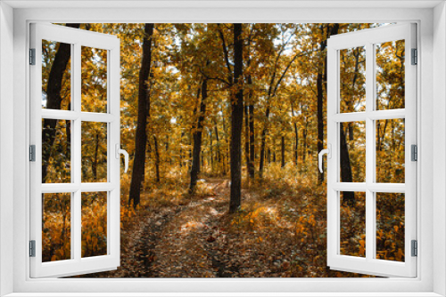 Fototapeta Naklejka Na Ścianę Okno 3D - the road in the autumn forest