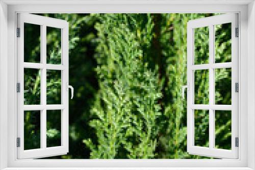 Fototapeta Naklejka Na Ścianę Okno 3D - Lawsons Cypress Ellwoodii