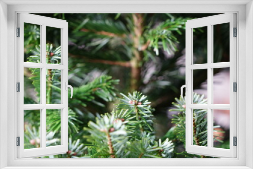 Fototapeta Naklejka Na Ścianę Okno 3D - Christmas tree branches close up