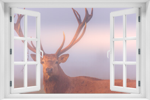 Fototapeta Naklejka Na Ścianę Okno 3D - Deer in the mist