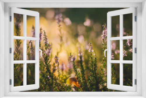Fototapeta Naklejka Na Ścianę Okno 3D - heather, grass in the morning