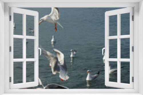 Fototapeta Naklejka Na Ścianę Okno 3D - Seagulls over water in the Black Sea in Adler.