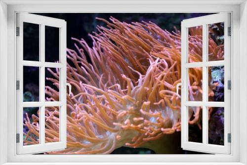 Fototapeta Naklejka Na Ścianę Okno 3D - Aquarium red anemone