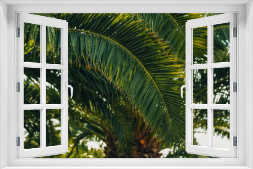 Fototapeta Naklejka Na Ścianę Okno 3D - Tropical jungle, palm leaves on a sunny day, sky.
