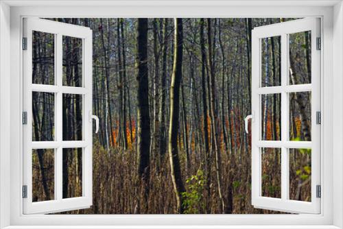 Fototapeta Naklejka Na Ścianę Okno 3D - Autumn in young forest. Orange leaves in background