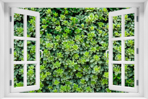 Fototapeta Naklejka Na Ścianę Okno 3D - Texture from green plants. Greenery background. Texture from green wild plants. Greenery background. Wall surface from plants. 