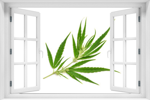 Fototapeta Naklejka Na Ścianę Okno 3D - Top view of fresh Cannabis  leaf on white background.