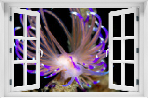 Fototapeta Naklejka Na Ścianę Okno 3D - Pink and Purple Nudibranch seaslug on coral reef