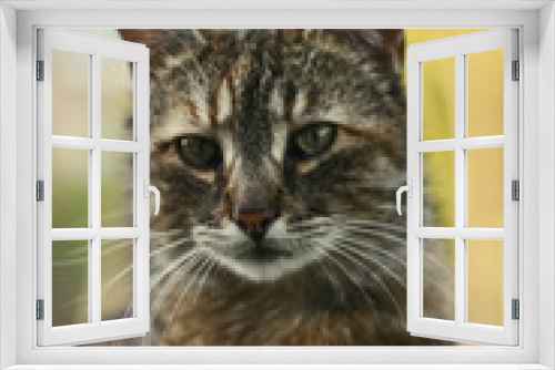 Fototapeta Naklejka Na Ścianę Okno 3D - portrait of a cat