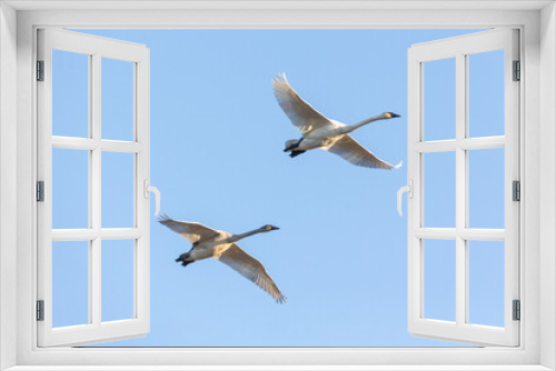 Fototapeta Naklejka Na Ścianę Okno 3D - flying trumpeter swan