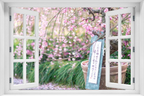 Fototapeta Naklejka Na Ścianę Okno 3D - 植木鉢の梅の花