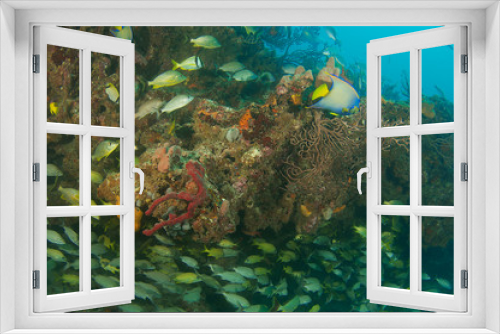 Fototapeta Naklejka Na Ścianę Okno 3D - Fish above and below a coral reef ledge.