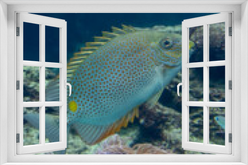 Fototapeta Naklejka Na Ścianę Okno 3D - 魚の遊泳