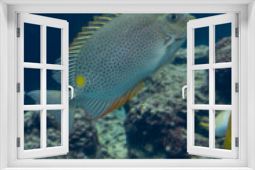 Fototapeta Naklejka Na Ścianę Okno 3D - 魚の遊泳