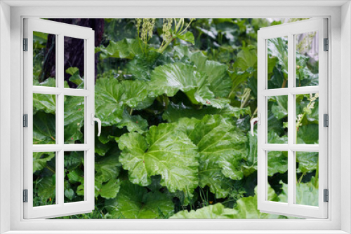 Fototapeta Naklejka Na Ścianę Okno 3D - fresh rhubarb in the garden