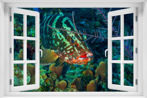 Fototapeta Naklejka Na Ścianę Okno 3D - Front view of adult Nassau Grouper
