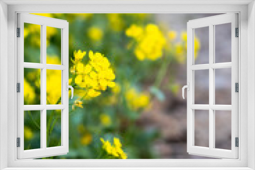 Fototapeta Naklejka Na Ścianę Okno 3D - Mustard field is full of blooming flowers close view