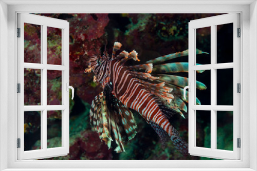 Fototapeta Naklejka Na Ścianę Okno 3D - Side view of a dangerous lionfish