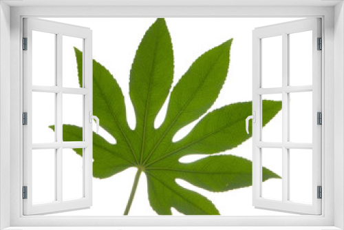 Fototapeta Naklejka Na Ścianę Okno 3D - Leaf texture