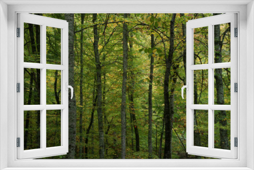 Fototapeta Naklejka Na Ścianę Okno 3D - Impressive photos of the peaceful and relaxing forest with trees reflecting the most beautiful shade of green.