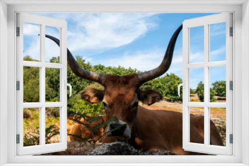 Fototapeta Naklejka Na Ścianę Okno 3D - Long horned cow in Northern Portugal .