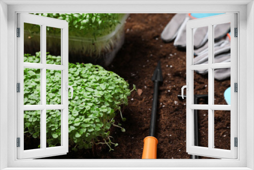 Fototapeta Naklejka Na Ścianę Okno 3D - Fresh organic microgreen and tools on soil in garden, closeup