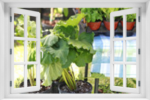 Fototapeta Naklejka Na Ścianę Okno 3D - nursery plants