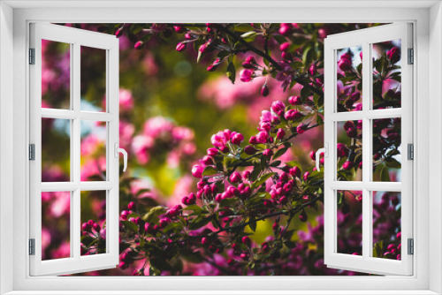 Fototapeta Naklejka Na Ścianę Okno 3D - Pink Apple Blossoms