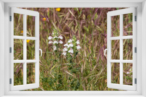 Fototapeta Naklejka Na Ścianę Okno 3D - Blüten im Wald