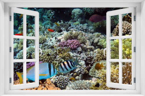 Fototapeta Naklejka Na Ścianę Okno 3D - Fish and Corel Reef with Fire and Hard Coral