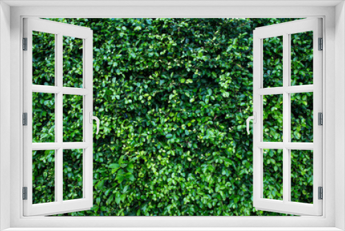 Fototapeta Naklejka Na Ścianę Okno 3D - Green leaf texture background. Ficus annulata leaf background.
