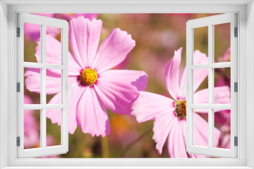Fototapeta Naklejka Na Ścianę Okno 3D - Cosmos flower springtime in garden, pink color on blurred of nature background
