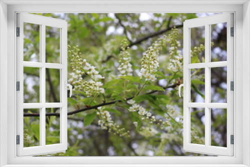 Fototapeta Naklejka Na Ścianę Okno 3D - 
White clusters of flowers bloom on the bird cherry tree in the spring garden