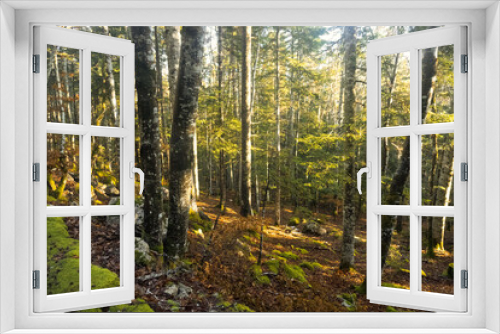 Fototapeta Naklejka Na Ścianę Okno 3D - Snowy winter forest