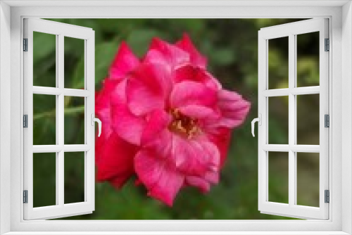 Fototapeta Naklejka Na Ścianę Okno 3D - Amazing Close Up Pink Flower